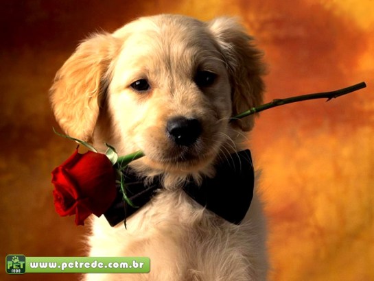 cachorro-filhote-labrador-flor-rosa-amor-namoro-relacionamento-petrede