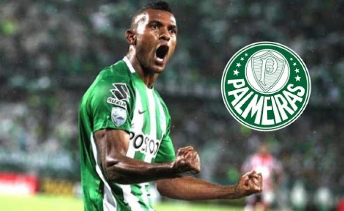 borja-no-palmeiras